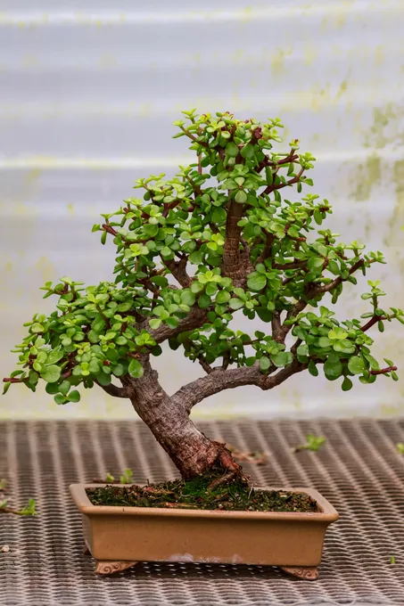 Bonsai